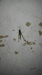 Paulinia acuminata