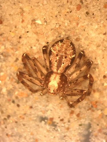 Turf Running Spider photo 4