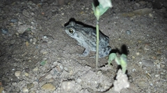 Rhinella humboldti