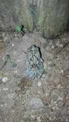 Rhinella humboldti