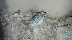 Rhinella humboldti