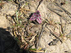 Schinia pulchripennis