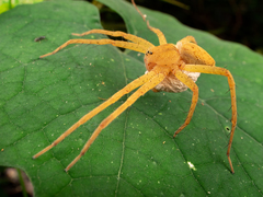 Dolomedes sulfureus