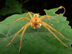 Dolomedes sulfureus