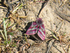 Schinia pulchripennis