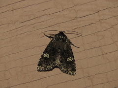 Melanchra adjuncta