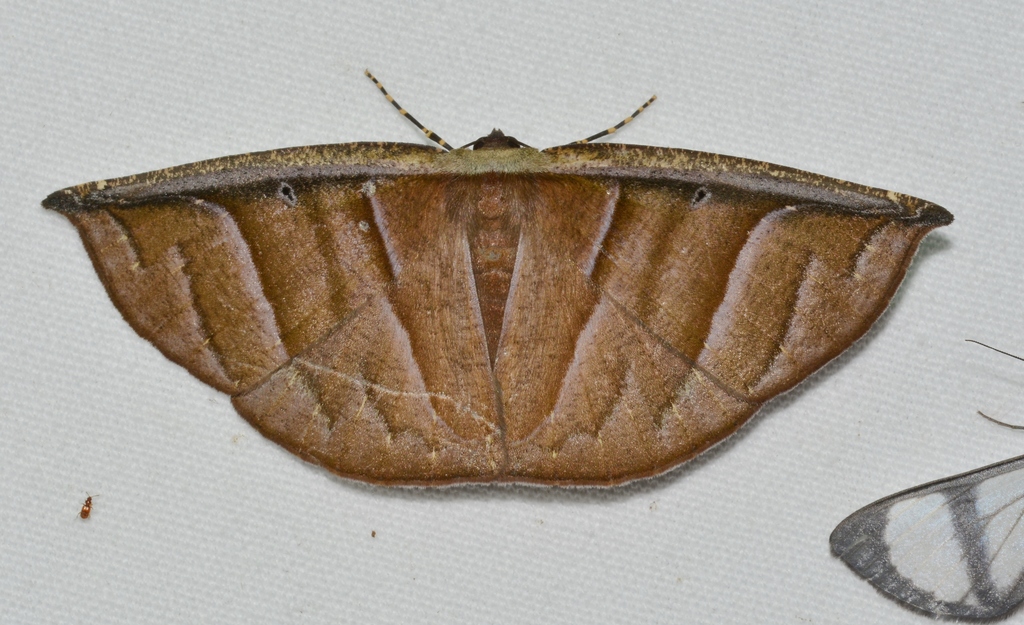 Cimicodes