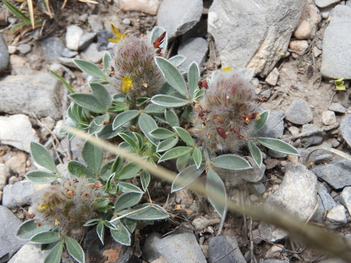 Image of Dalea laniceps by (c) Leticia Jiménez Hernández, some rights reserved (CC BY-SA)