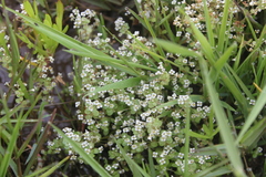 Crassula natans