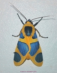 Emurena lurida