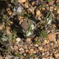 Blennospora drummondii