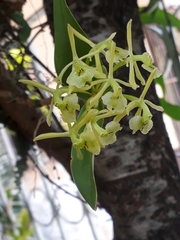 Epidendrum melistagum