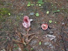 Russulales