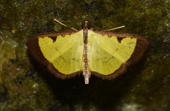 Goniorhynchus hampsoni