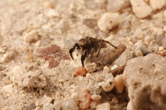 Habronattus hirsutus