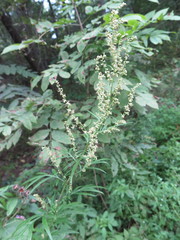 Artemisia rubripes