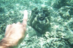 Tridacna gigas
