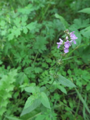Stachys palustris