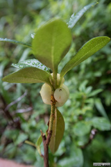 Exobasidium rhododendri