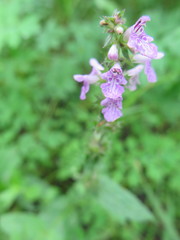 Stachys palustris