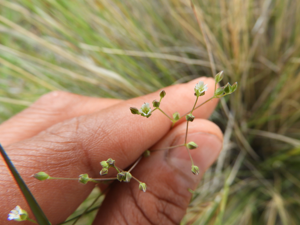 Drymaria anomala