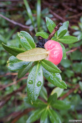 Exobasidium rhododendri