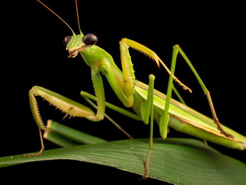 Chinese Mantis, photo 3 of 10