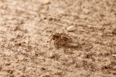 Habronattus altanus