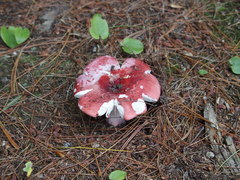 Russulales