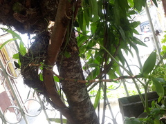 Epidendrum melistagum