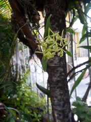 Epidendrum melistagum