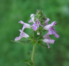 Stachys palustris