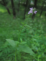 Stachys palustris
