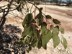 Eucalyptus populnea