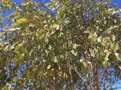 Eucalyptus populnea
