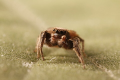Habronattus cuspidatus