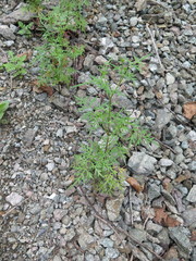 Bidens parviflora
