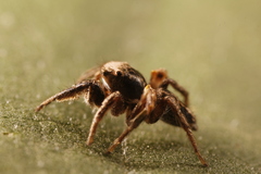 Habronattus cuspidatus