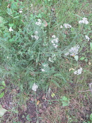 Achillea millefolium