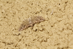 Alucita montana