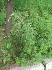 Artemisia sieversiana