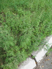 Artemisia sieversiana