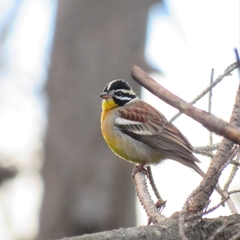Emberiza flaviventris flaviventris