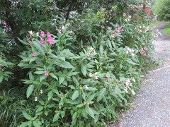 Impatiens glandulifera