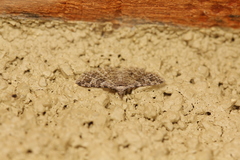 Alucita montana