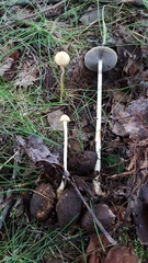 Protostropharia alcis