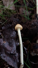 Protostropharia alcis