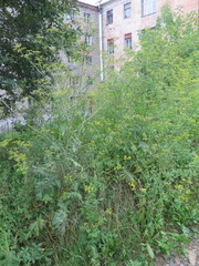 Pastinaca sativa sylvestris