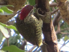 Campethera cailliautii