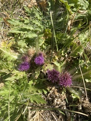 Cirsium scariosum congdonii